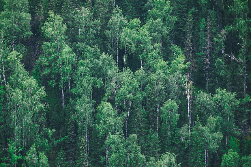 Dense Green Forest Canopy with Birch and Pine Trees