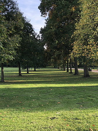 Sunlit park path with autumn trees and green grass