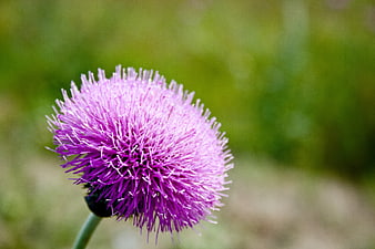 Close-up of a vibrant purple thistle flower against a blurred green background