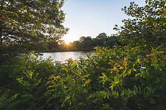 Sunset Over River Through Green Forest Foliage