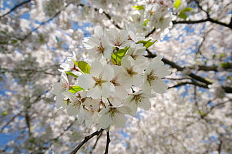 Close-up of white cherry blossoms against blue sky