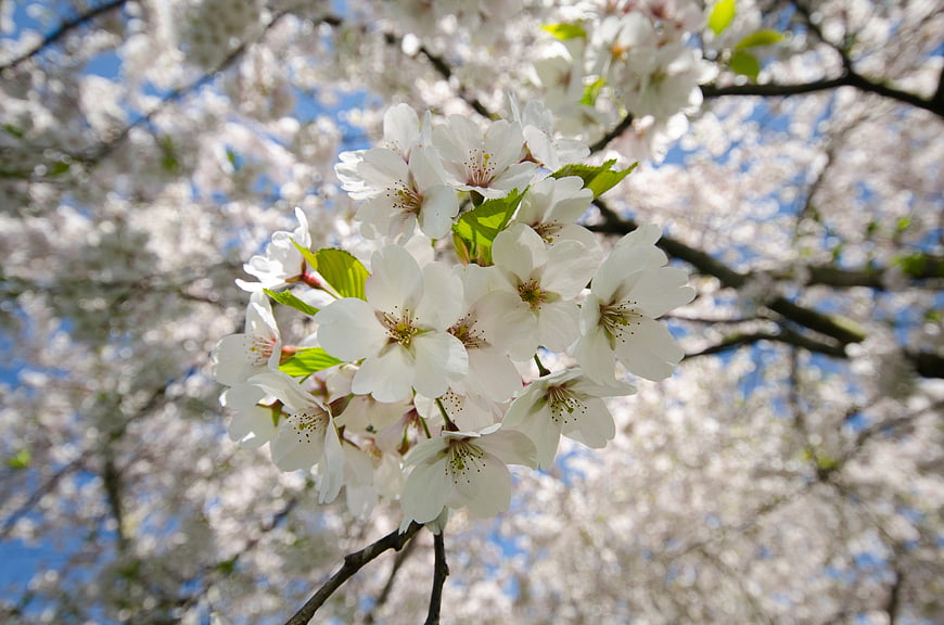 Close-up of white cherry blossoms against blue sky