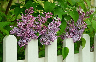 Purple lilac blossoms blooming over a white picket fence