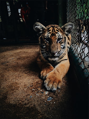 Sad Tiger Cub Lying in Zoo Enclosure