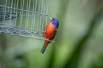 Painted Bunting Perched on Wire Bird Feeder