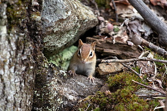 Cute Chipmunk Peeking from Under a Mossy Rock