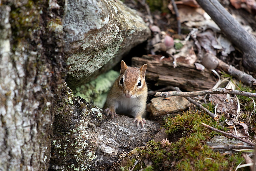 Cute Chipmunk Peeking from Under a Mossy Rock