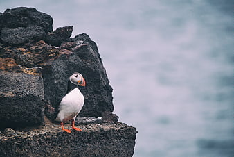 Atlantic Puffin Standing on Rocky Cliff Edge