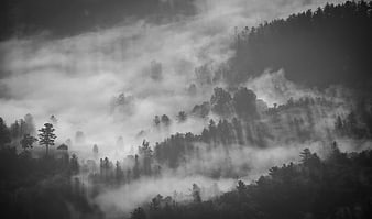 Misty Black and White Forest Landscape with Fog
