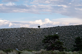 Lone tree on rocky hillside under cloudy sky