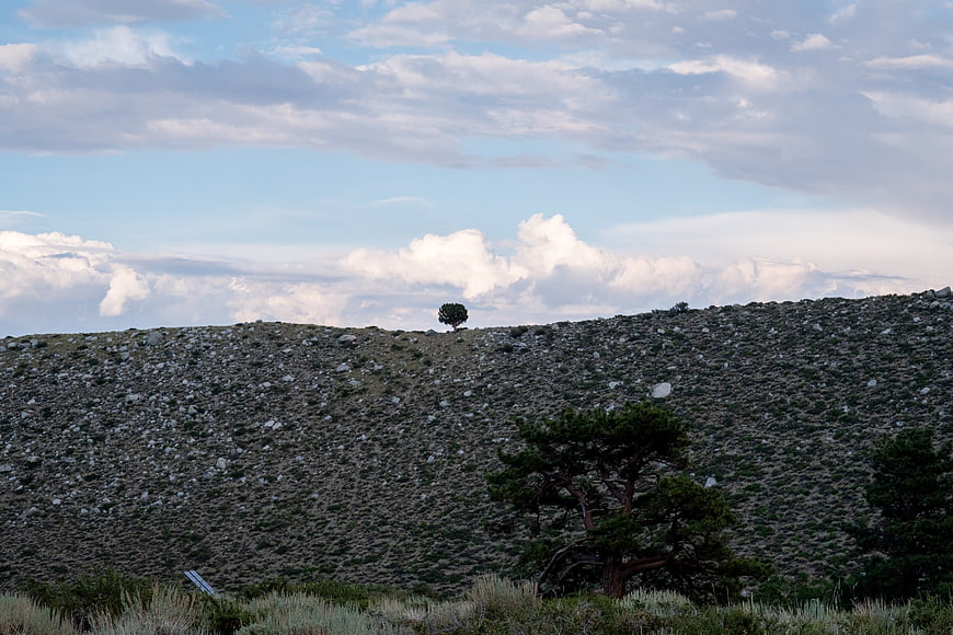 Lone tree on rocky hillside under cloudy sky