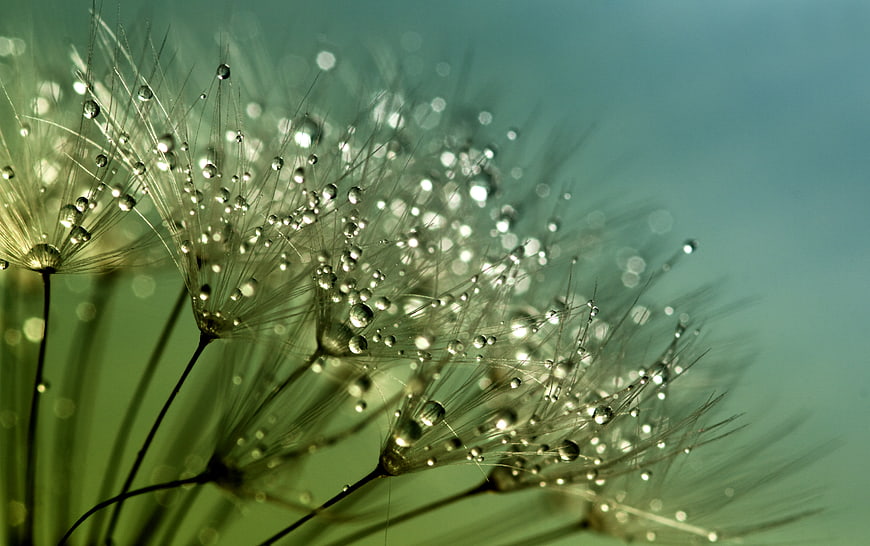 Macro Dandelion Seeds with Dewdrops on Green Background