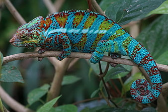 Vibrant Panther Chameleon on a Branch in Nature
