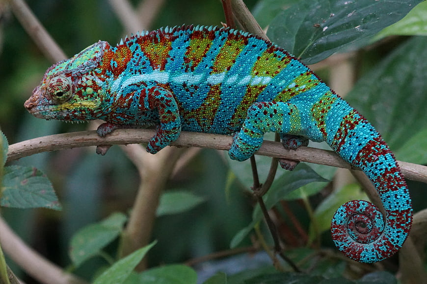 Vibrant Panther Chameleon on a Branch in Nature