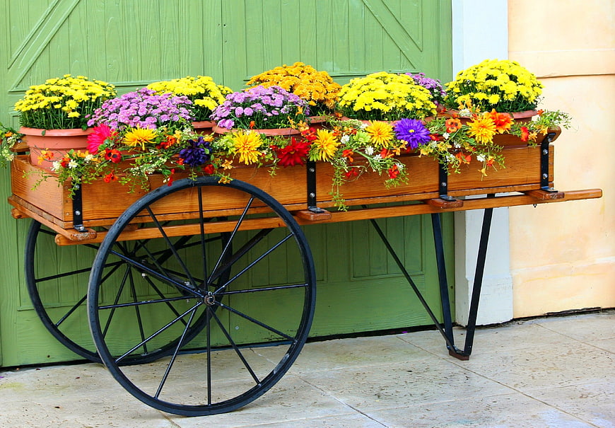 Rustic Wooden Flower Cart Filled With Colorful Chrysanthemums