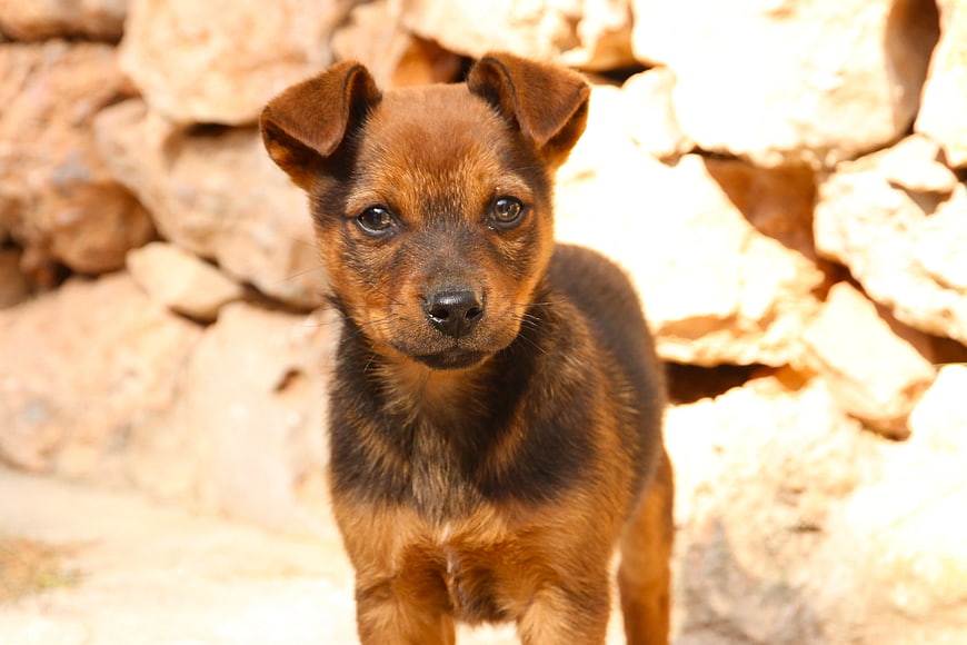 Cute brown and black puppy standing on rocks