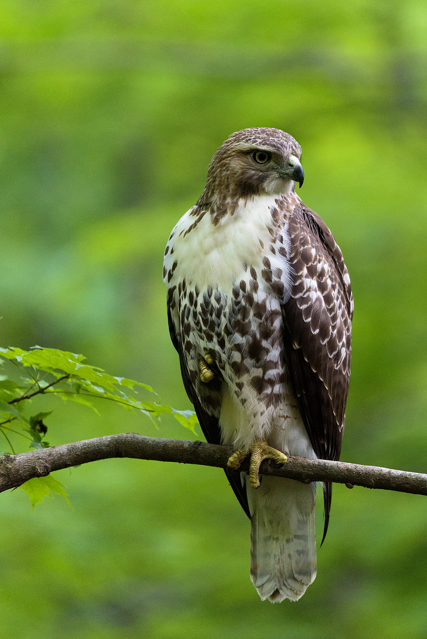 Red-tailed Hawk Perched on Branch in Green Forest