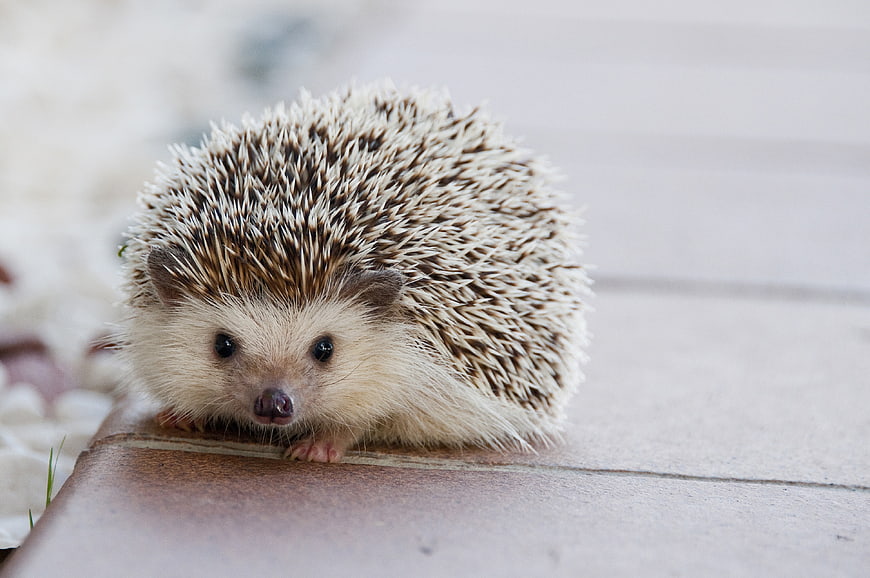 Cute baby hedgehog on wooden surface