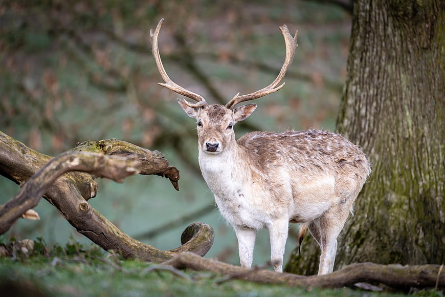 Fallow Deer Stag Standing in Forest with Antlers