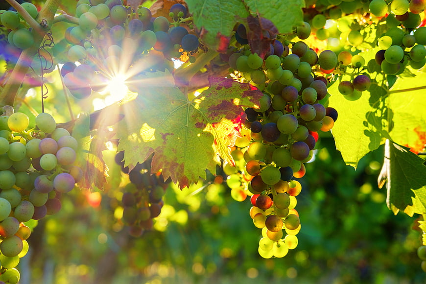 Sunlit Green Grapes on Vine with Autumn Leaves