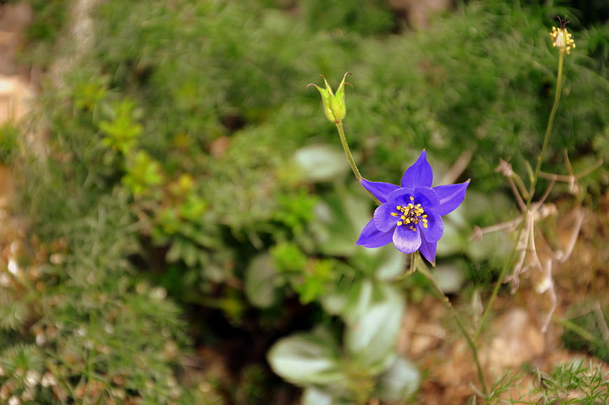 Vibrant Blue Columbine Flower in Natural Garden Setting