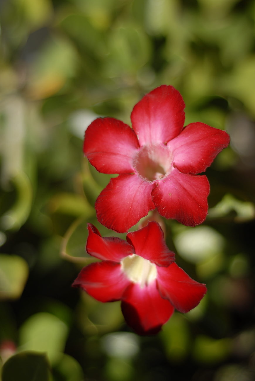 Close-up of vibrant red desert flowers with blurred green background