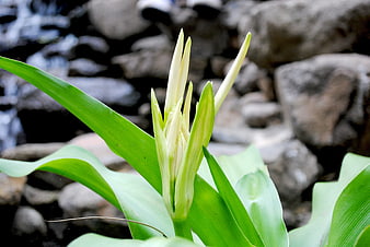 Close-up of green flower buds against blurred rocks