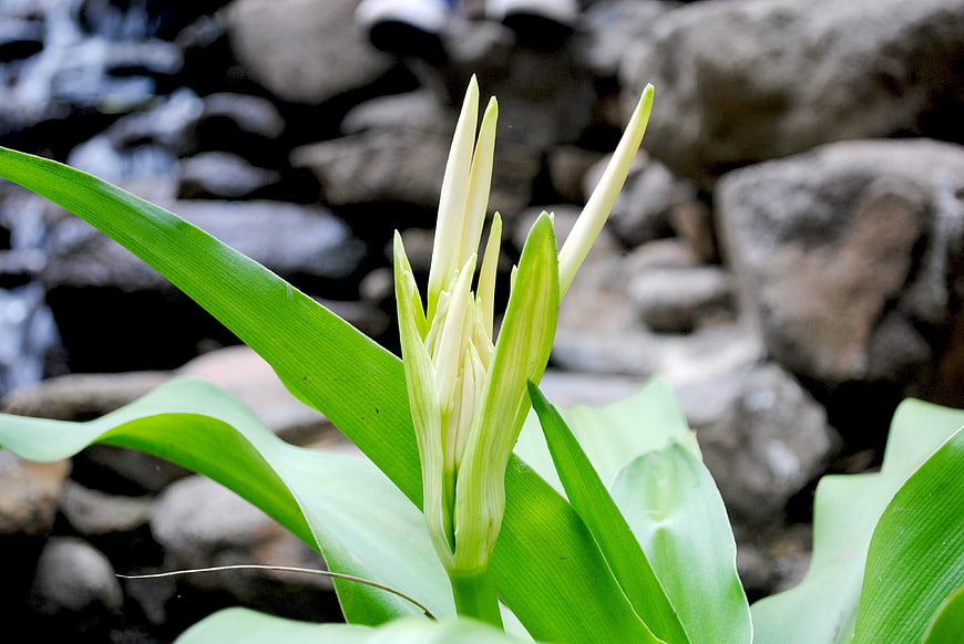 Close-up of green flower buds against blurred rocks