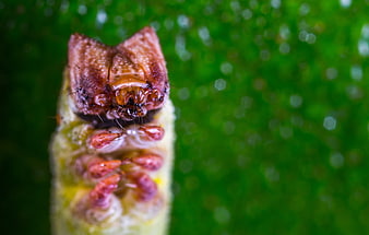 Macro photography of a caterpillar head on a green leaf