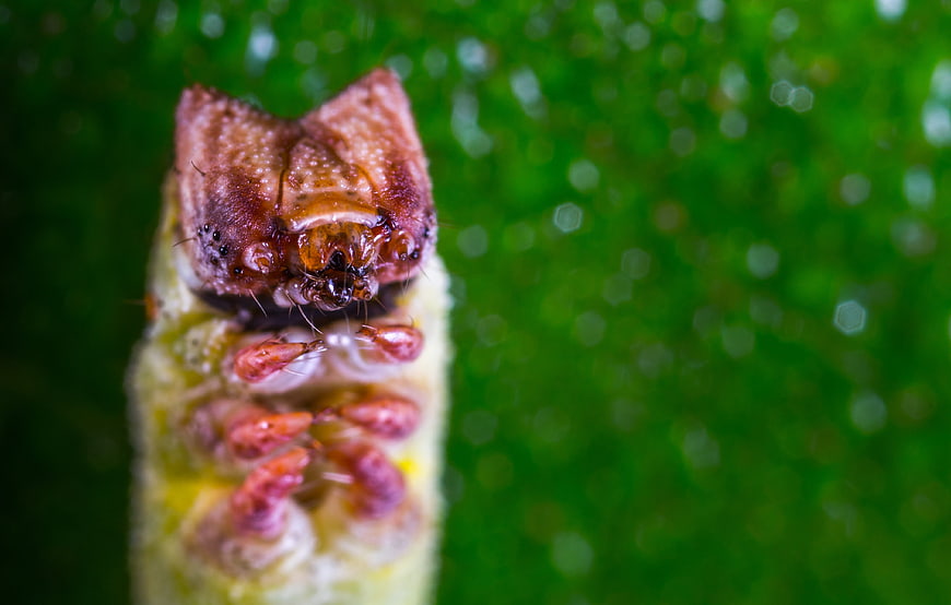 Macro photography of a caterpillar head on a green leaf