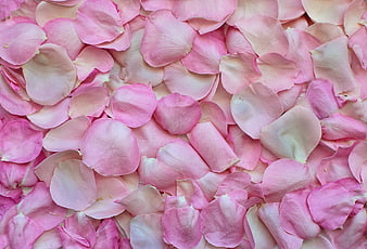 Pink Rose Petals Background Texture