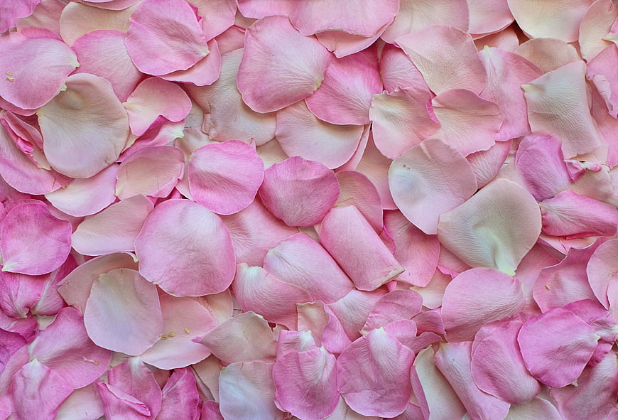 Pink Rose Petals Background Texture