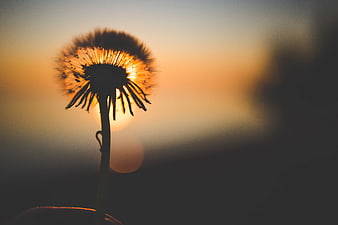 Silhouette of Dandelion Seed Head Against Golden Sunset