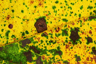 Macro texture of yellow autumn leaf with green and brown spots