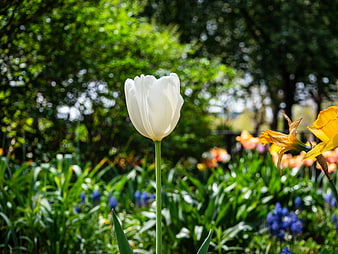 White Tulip Bloom in Spring Garden