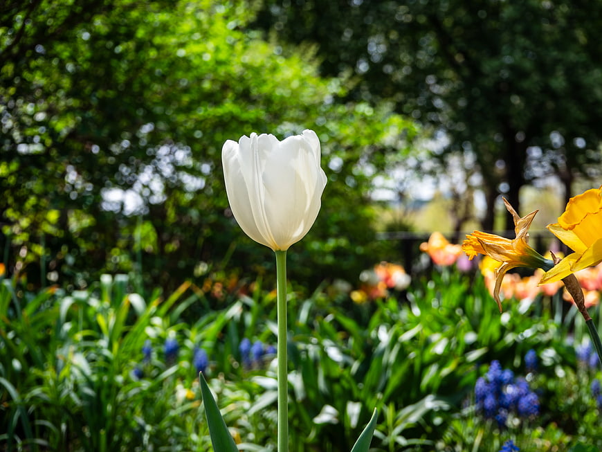 White Tulip Bloom in Spring Garden