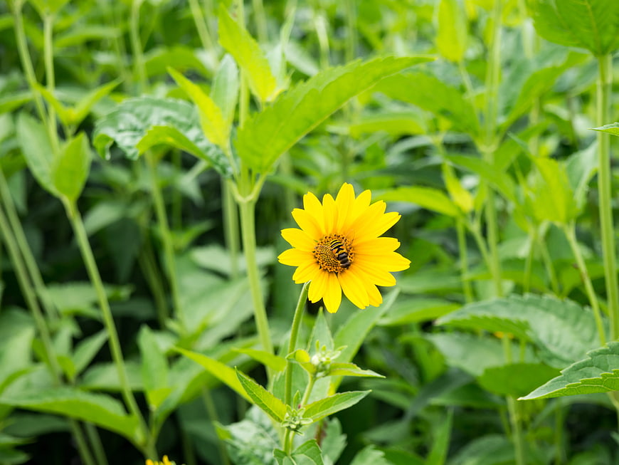 Yellow Wildflower with Bee Pollinating in Green Garden
