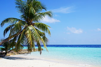Tropical Palm Tree on White Sand Beach with Turquoise Ocean