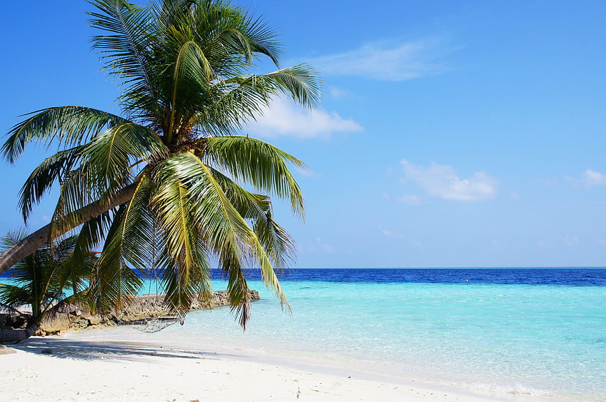 Tropical Palm Tree on White Sand Beach with Turquoise Ocean