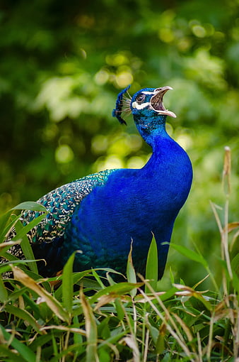 Vibrant Blue Peacock Calling in Green Grass