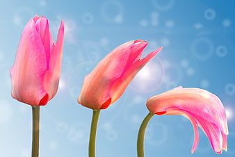 Three Pink Tulips Against Blue Bokeh Background