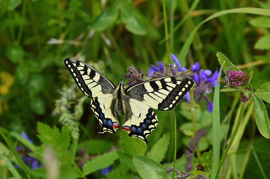 Old World Swallowtail Butterfly Perched On Purple Wildflower In Meadow
