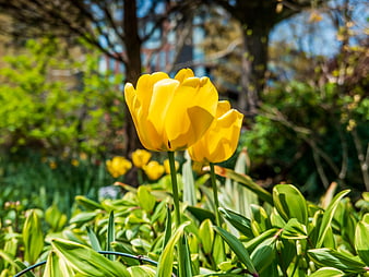 Bright Yellow Tulips Blooming in a Sunny Garden