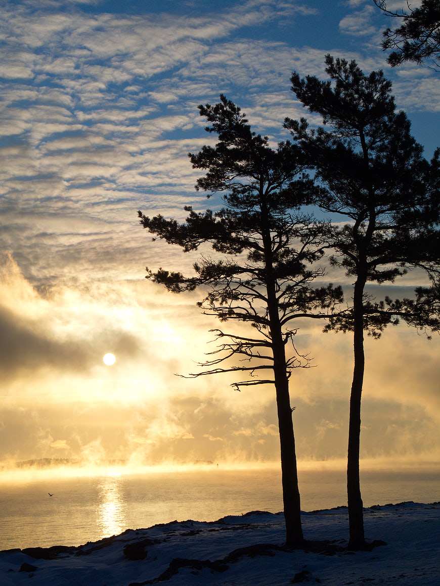 Silhouetted Pine Trees Against Golden Sunrise Over Snowy Lake