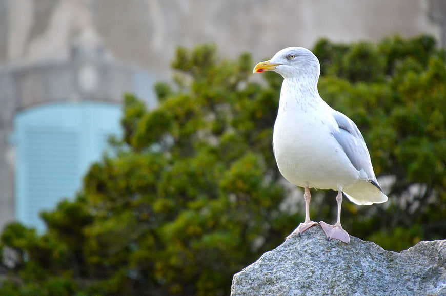 Seagull perched on a rock with blurred green background