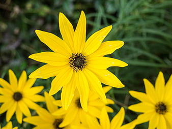 Close-up of bright yellow black-eyed susan flower