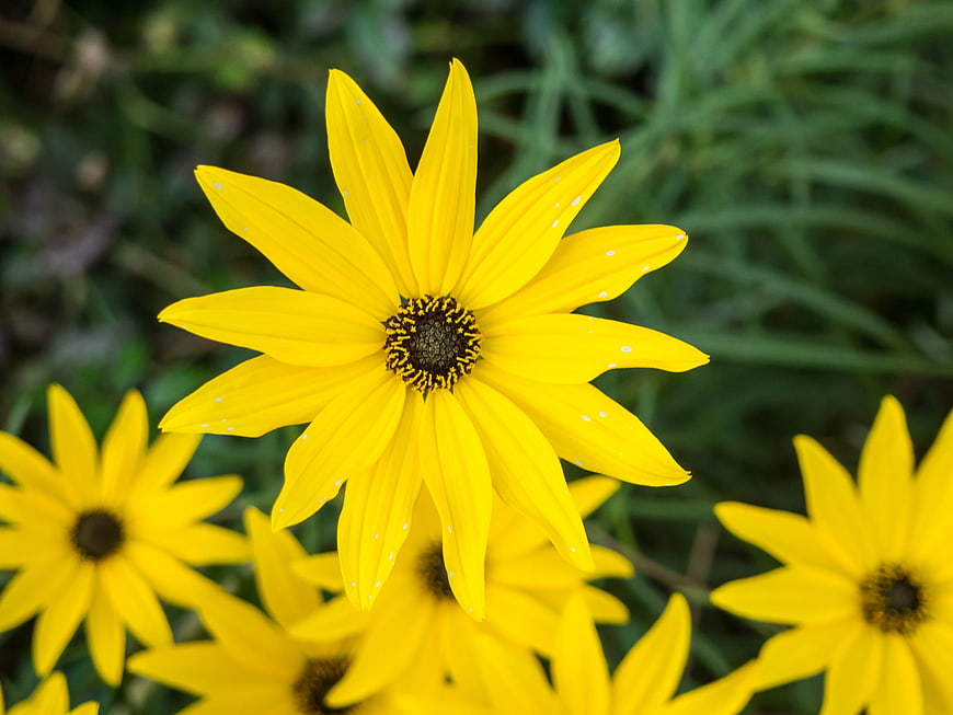 Close-up of bright yellow black-eyed susan flower