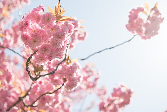 Pink cherry blossoms against a bright blue sky