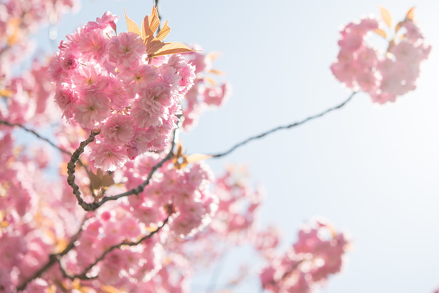 Pink cherry blossoms against a bright blue sky