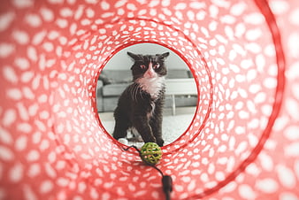 Black and white cat looking through red play tunnel